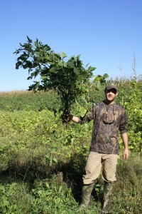 Eagel Forage Soybeans