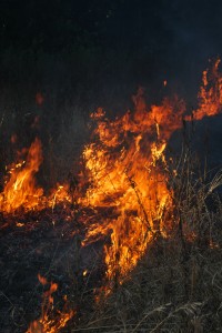 Habitat Management