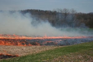 Prescribed Burning