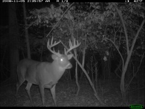Trail Cameras for Deer Management