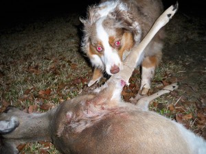 australian shepherd for hunting