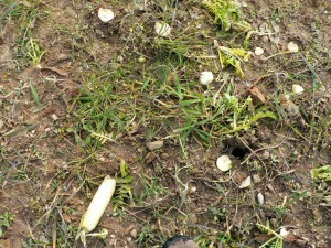 Roots of Trophy Radishes