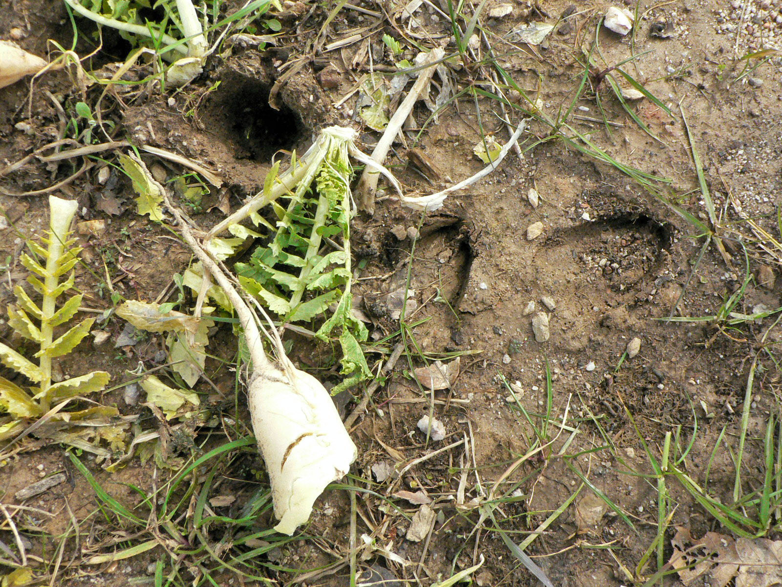 Deer Eating Trophy Radishes