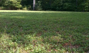 food plot planting