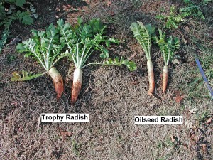 Trophy Radishes Versus Oilseed Radishes