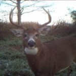 Trail Cameras for Deer Management