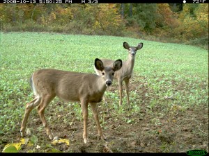 Deer Reaction to Trail Cameras