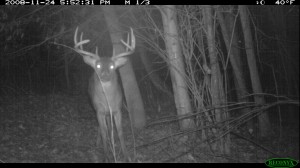 Trail Cameras in Bedding Areas