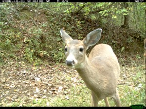 Trail Cameras