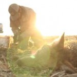 Trapping Coyotes