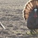 Bowhunting Turkeys
