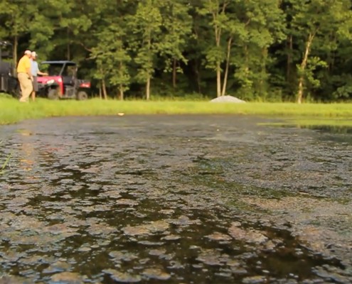 Controlling Weeds in Ponds