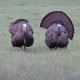 Alabama Turkey Hunting