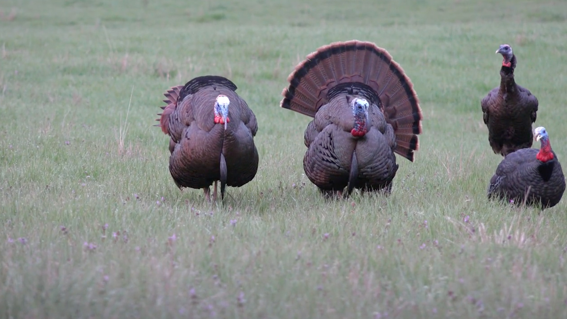 Alabama Turkey Hunting The Management Advantage