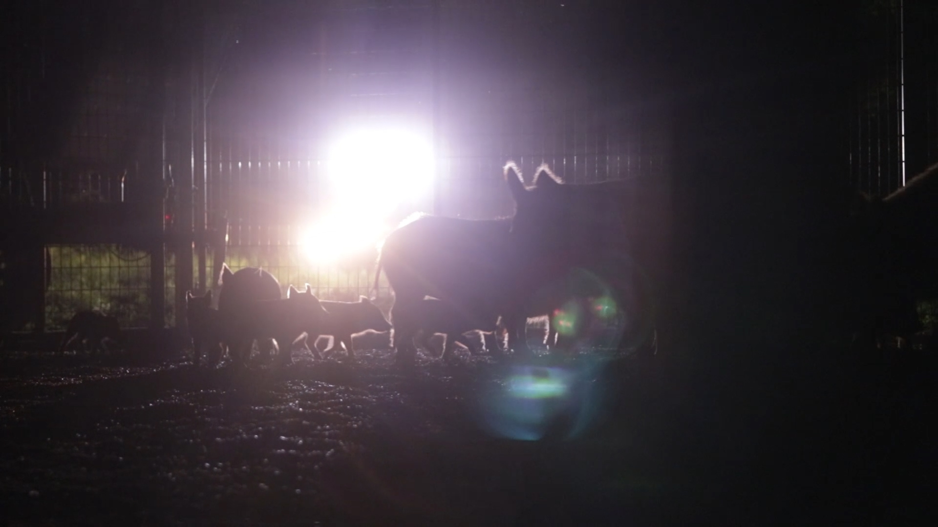 Mobile Remote Triggered Hog Trapping The Management Advantage