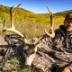 Mule Deer Hunting Nebraska