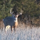 Illinois Deer Hunting