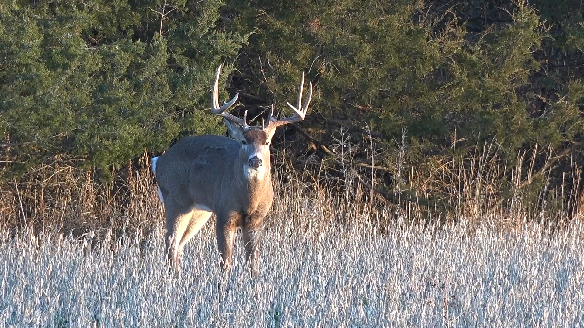 Illinois Deer Hunting The Management Advantage