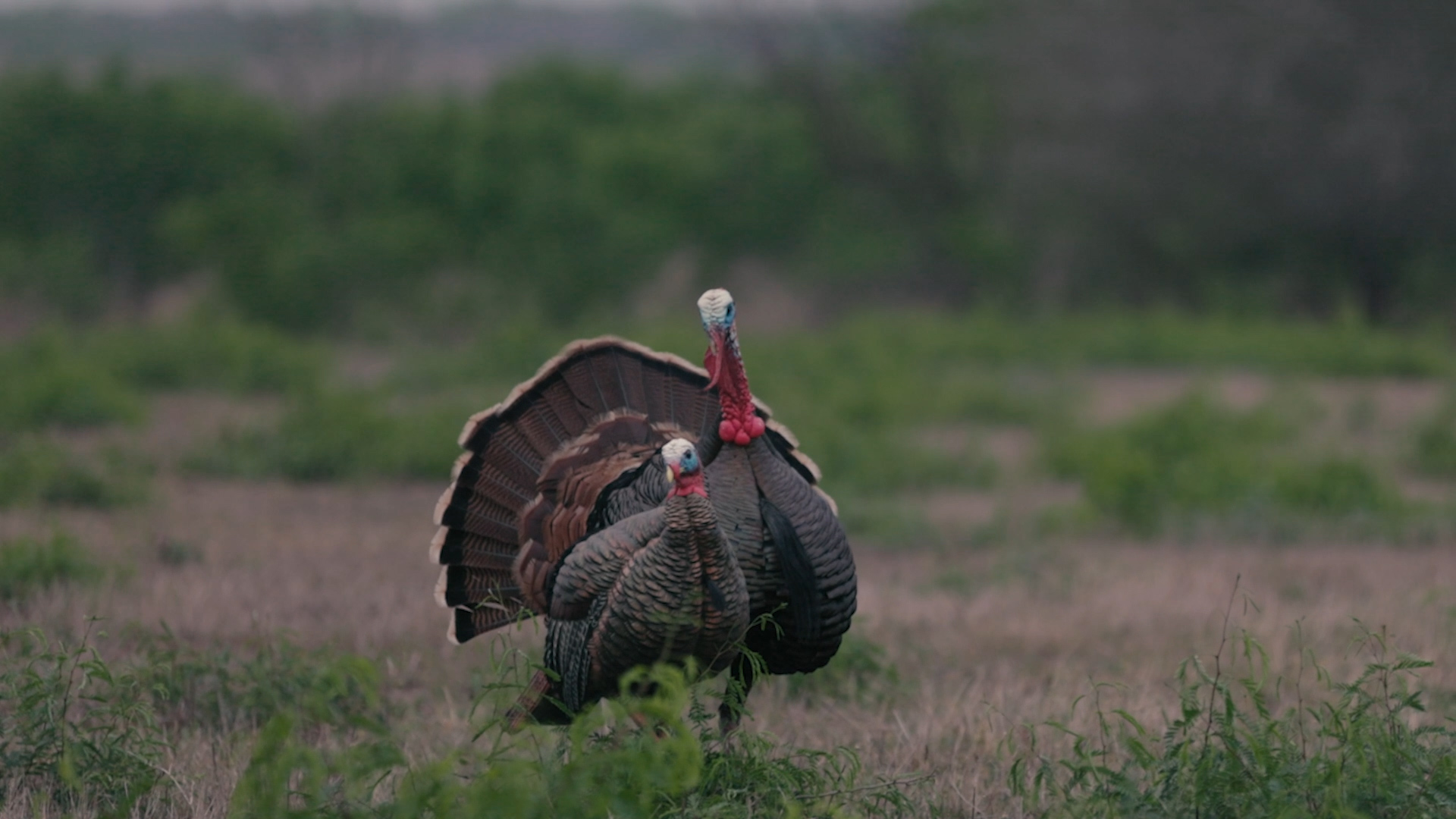 South Texas Turkey Hunting - The Management Advantage