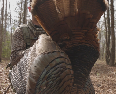 Florida public land turkey hunting