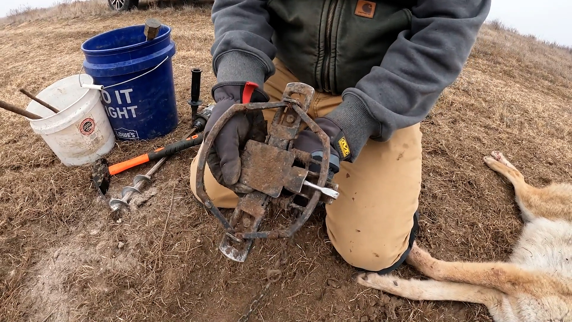 Best Coyote Traps of 2023