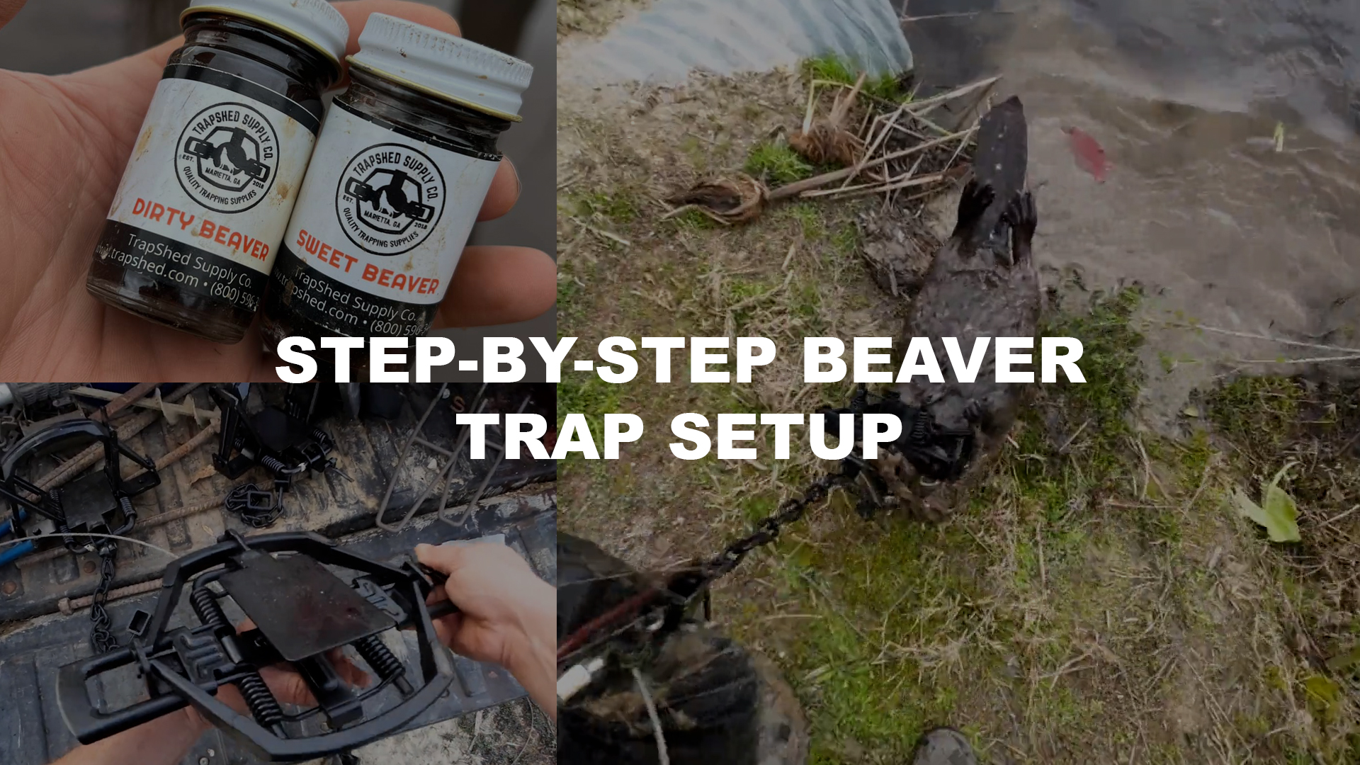Step-by-Step Beaver Trapping - The Management Advantage