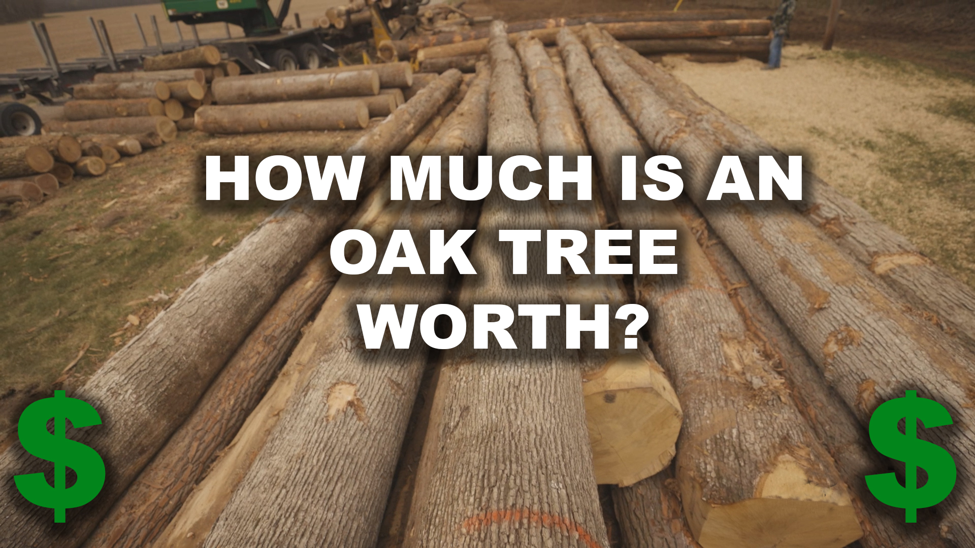 How Much is an Oak Tree Worth? The Management Advantage