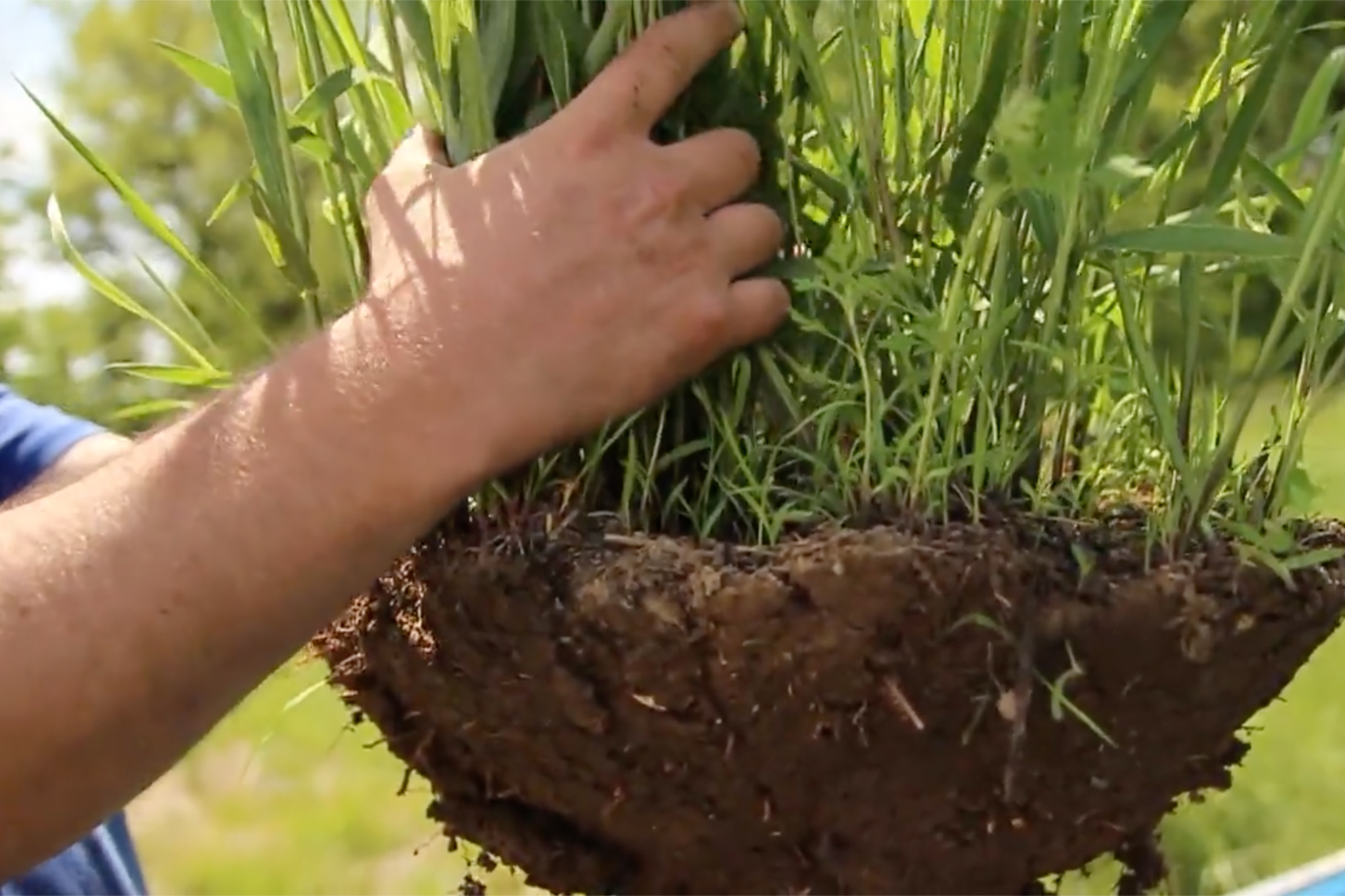 Establishing Switchgrass for deer - The Management Advantage