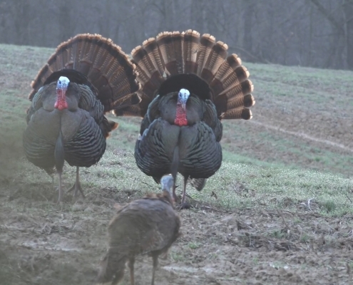 Illinois turkey hunting