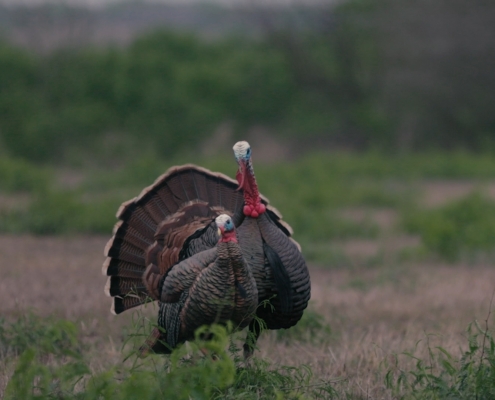 Texas Turkey Hunting