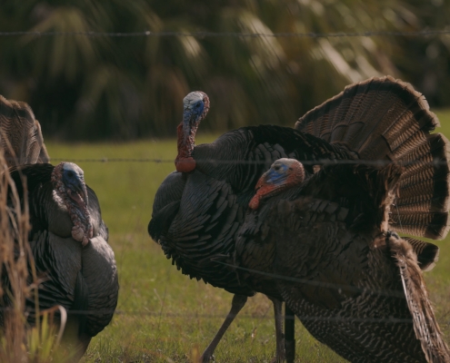 Florida Turkey Hunting