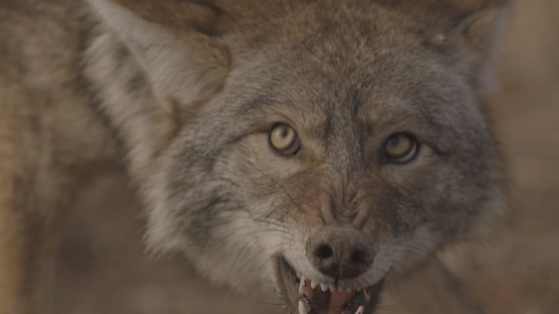 How To Find Dry Dirt For Coyote Trapping The Management Advantage