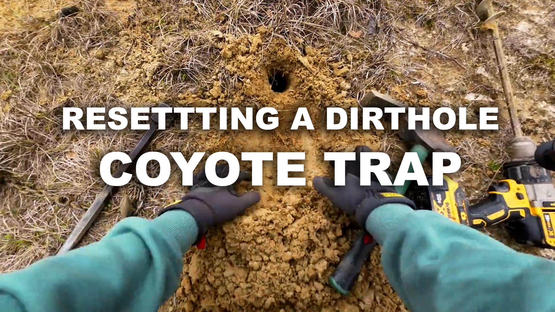 How To Reset A Dirt Hole Coyote Trap The Management Advantage