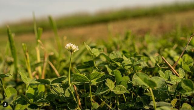 How To Find Dry Dirt For Coyote Trapping The Management Advantage